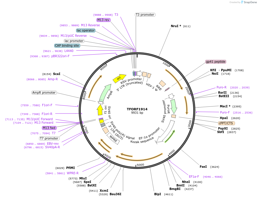 143553-plasmid-map-sequence-id-400350