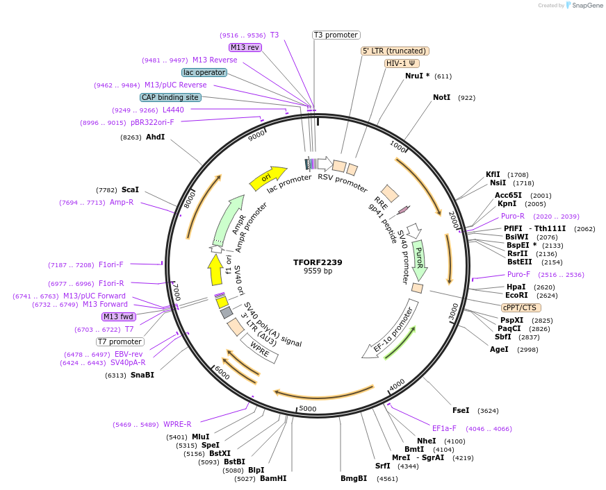 143579-plasmid-map-sequence-id-400353