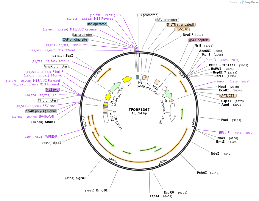 143492-plasmid-map-sequence-id-400355