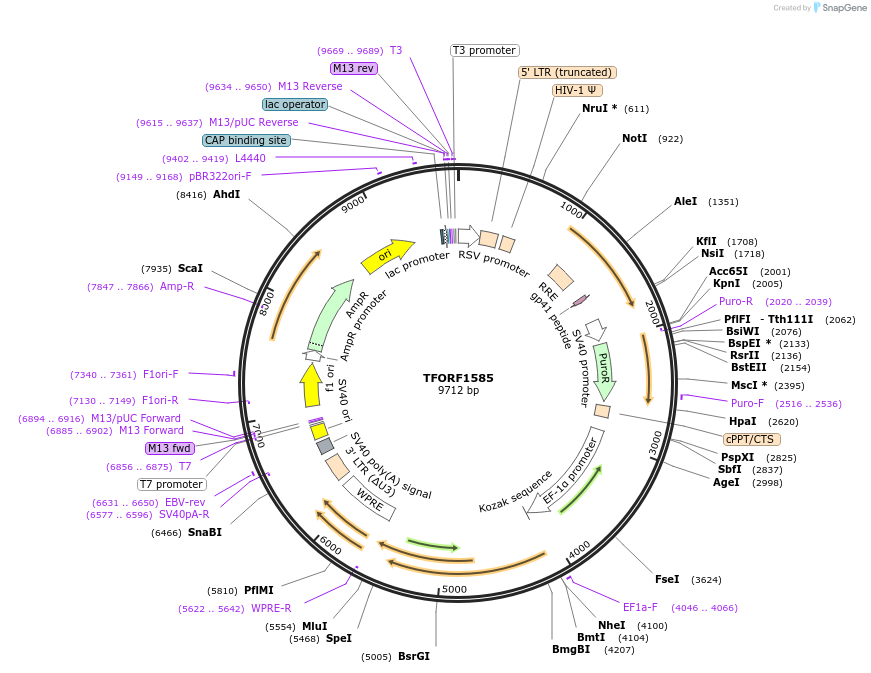 143527-plasmid-map-sequence-id-400358