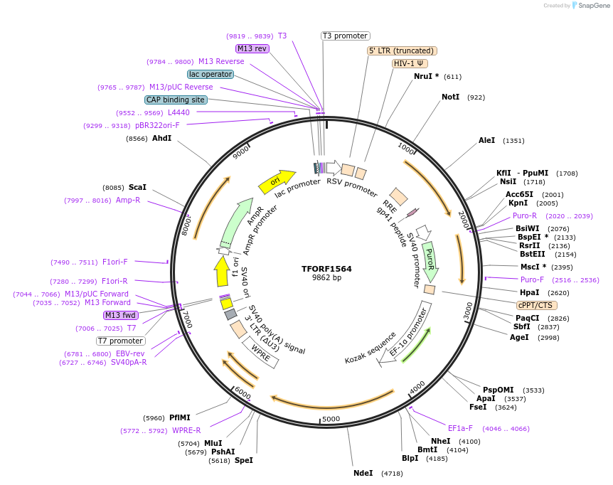 143521-plasmid-map-sequence-id-400359