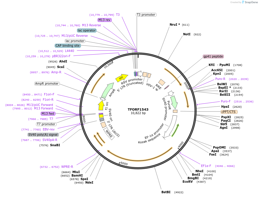 143518-plasmid-map-sequence-id-400360