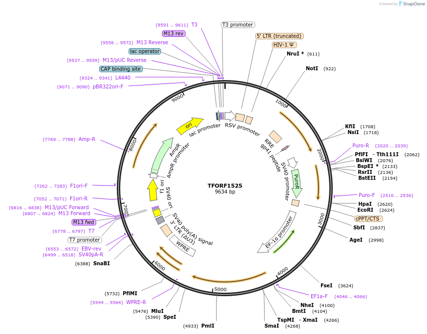 143515-plasmid-map-sequence-id-400363