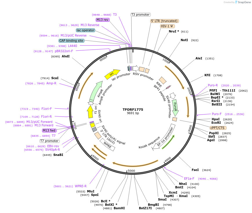 143544-plasmid-map-sequence-id-400366