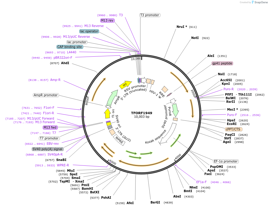 143559-plasmid-map-sequence-id-400367