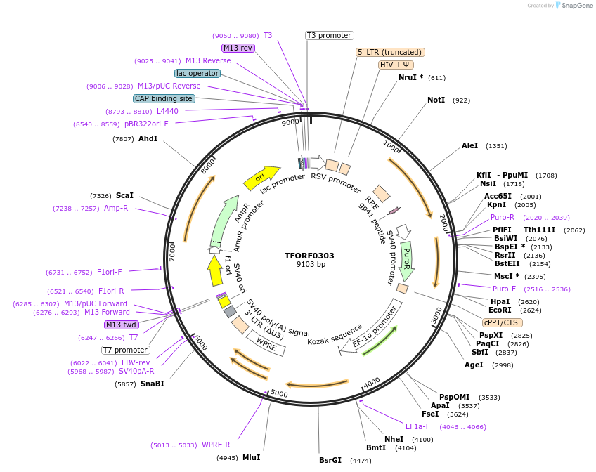 141571-plasmid-map-sequence-id-400369