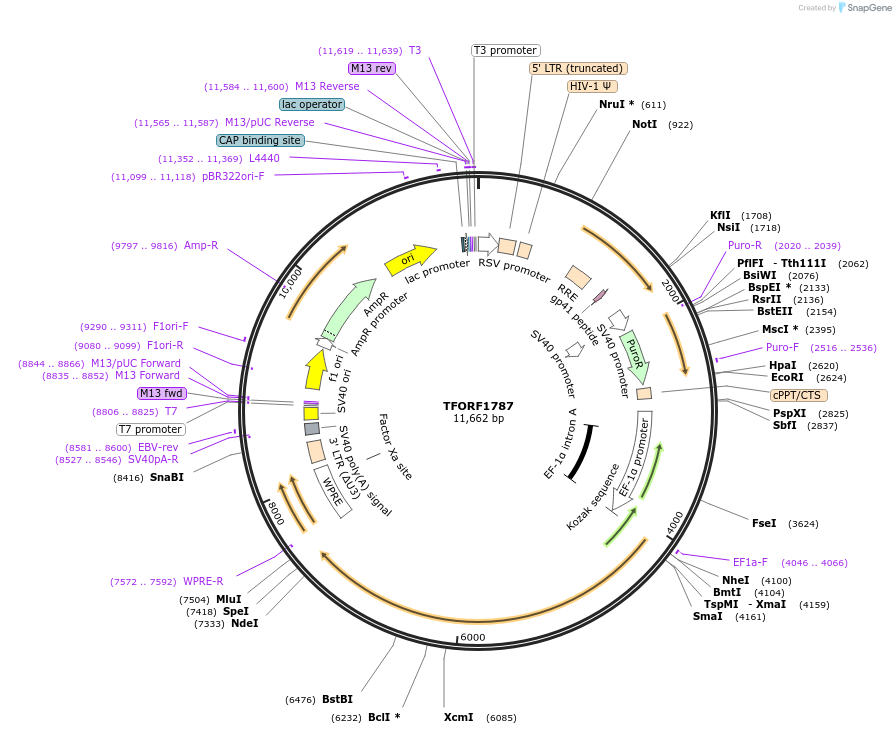 143545-plasmid-map-sequence-id-400371