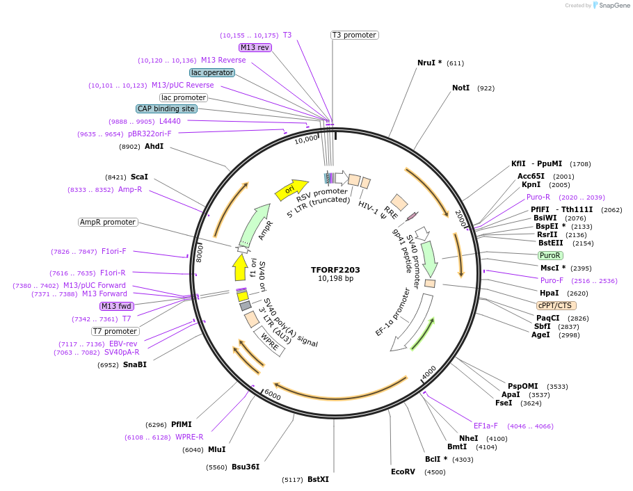 143576-plasmid-map-sequence-id-400376