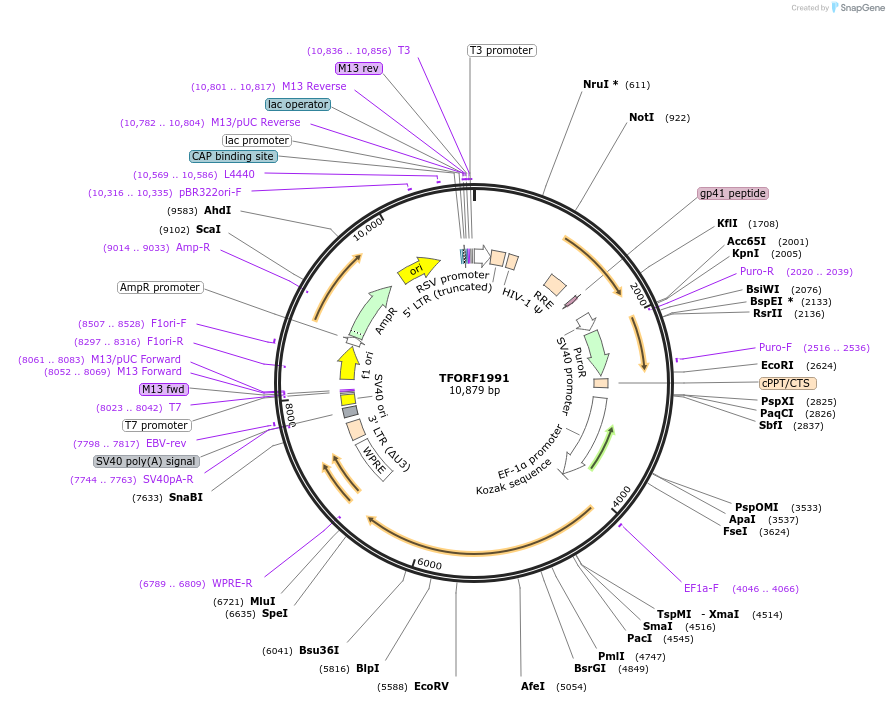 143564-plasmid-map-sequence-id-400378