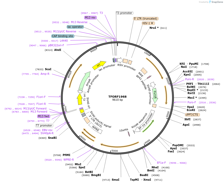 143561-plasmid-map-sequence-id-400383