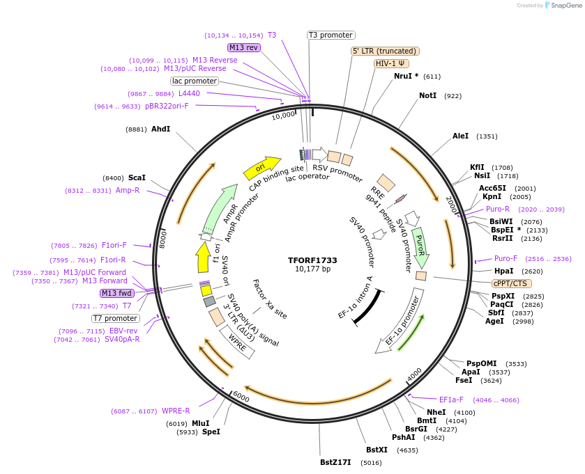 143539-plasmid-map-sequence-id-400384