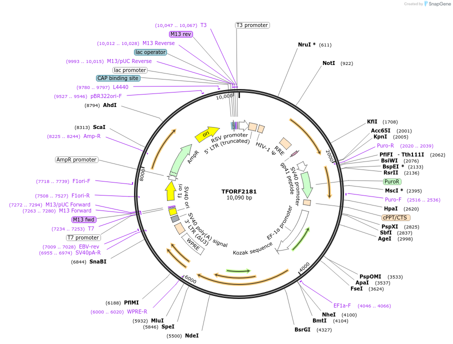 143573-plasmid-map-sequence-id-400386