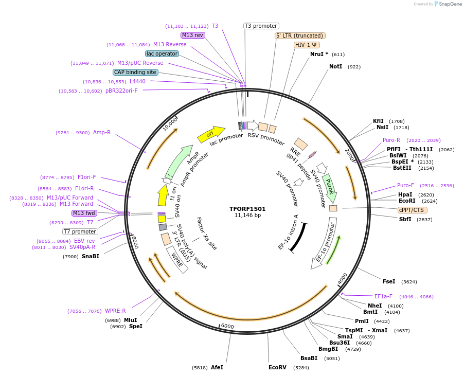 143506-plasmid-map-sequence-id-400389