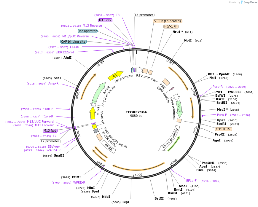 143569-plasmid-map-sequence-id-400392