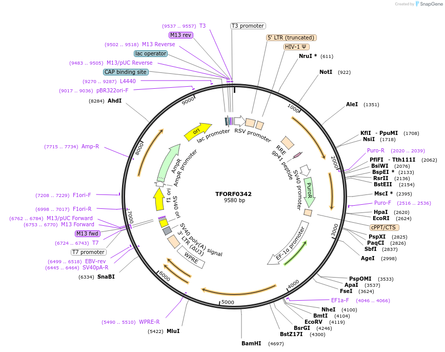 141585-plasmid-map-sequence-id-400393