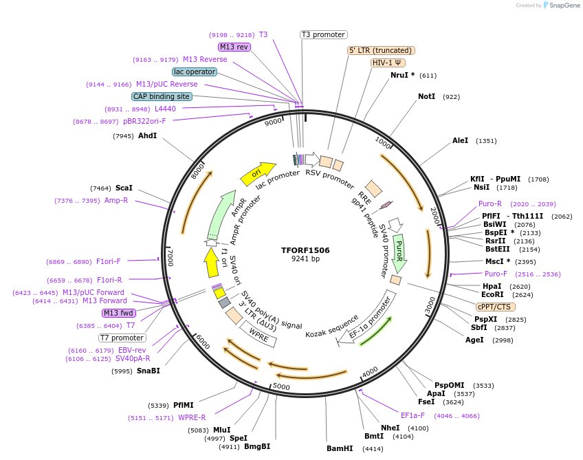 143510-plasmid-map-sequence-id-400395