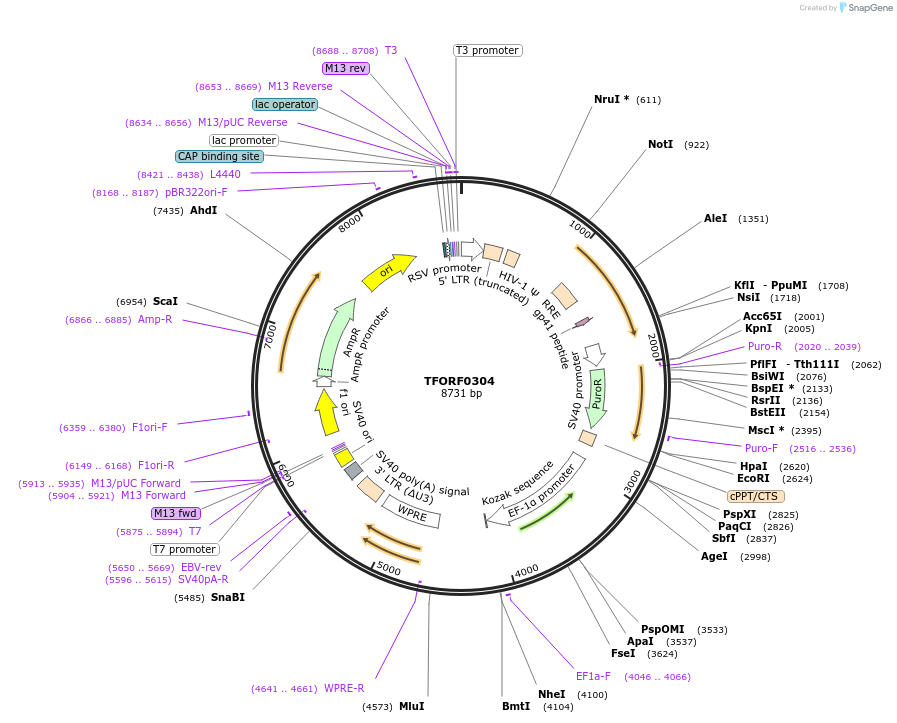 141572-plasmid-map-sequence-id-400398