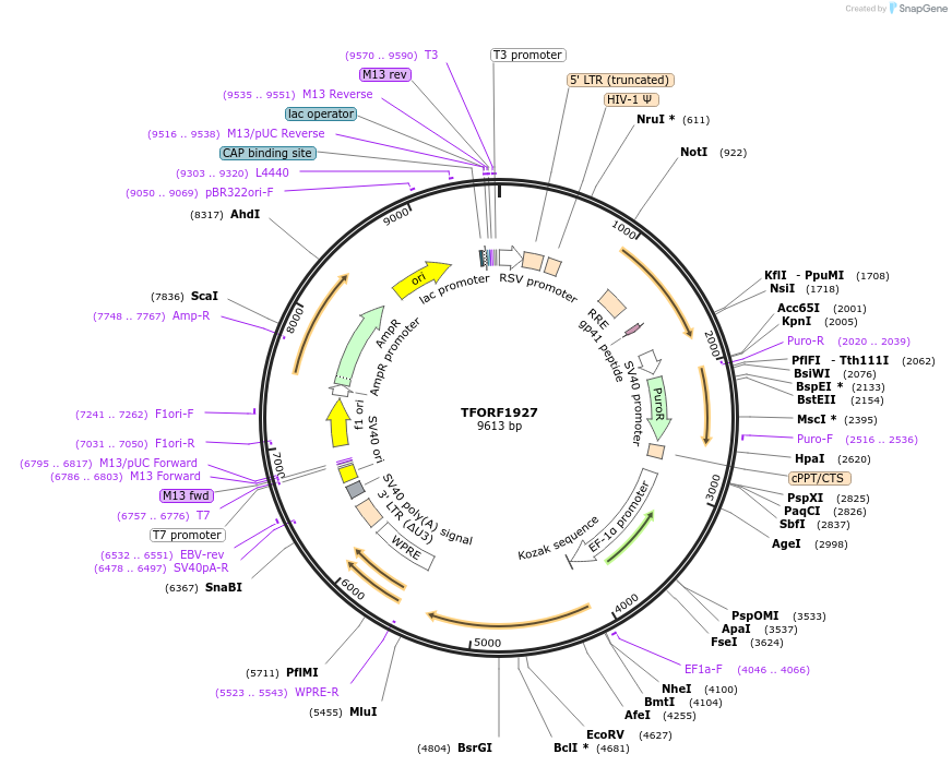 143556-plasmid-map-sequence-id-400399