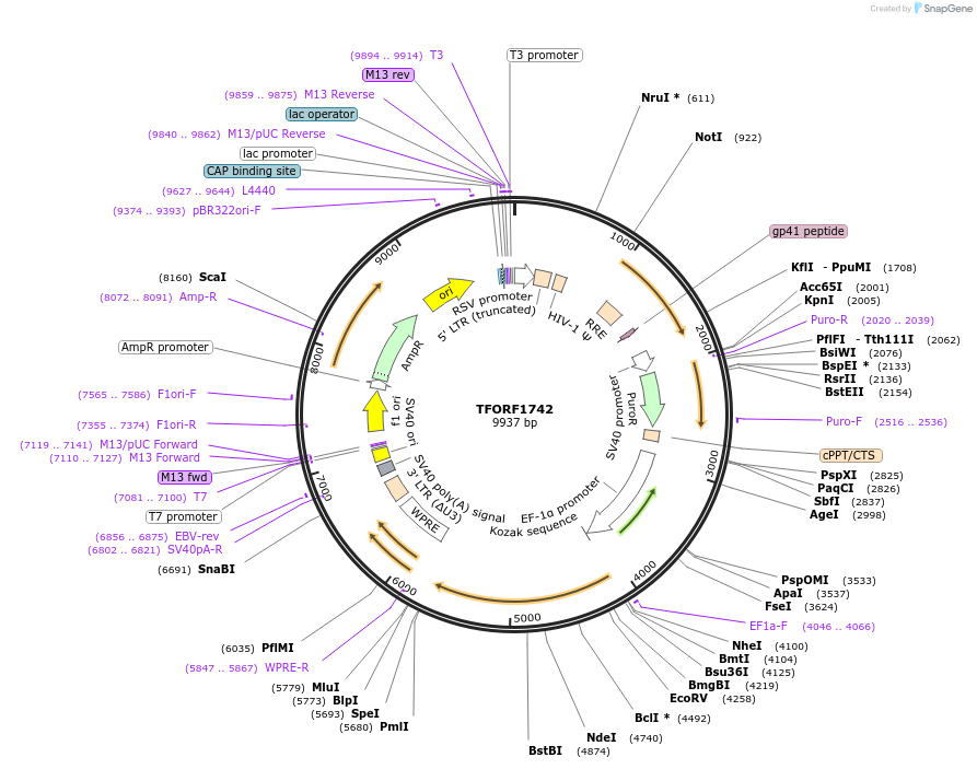 143540-plasmid-map-sequence-id-400400