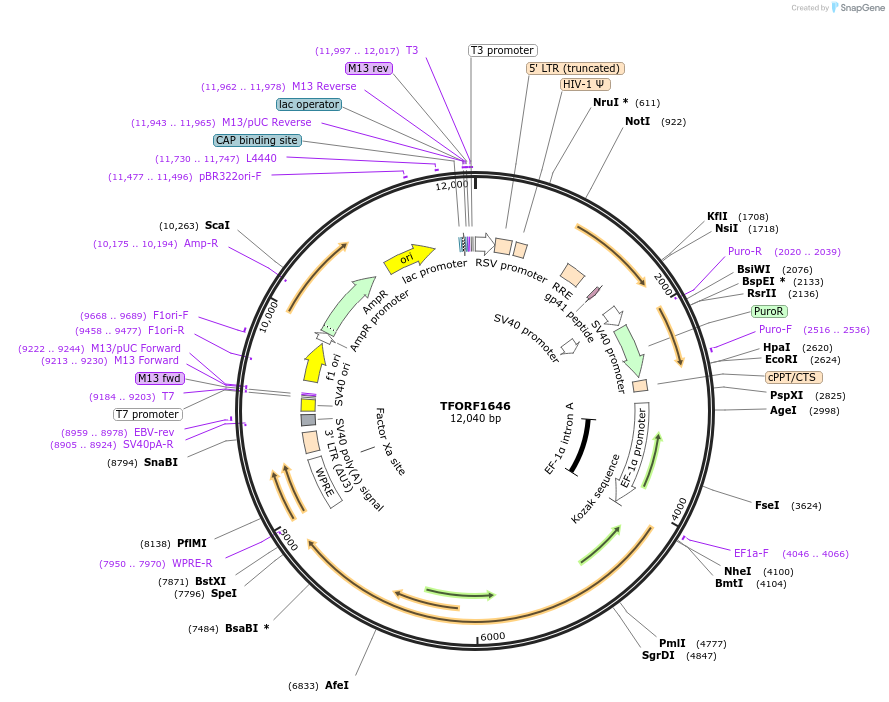 143531-plasmid-map-sequence-id-400407