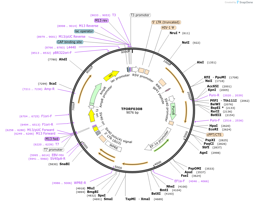 141574-plasmid-map-sequence-id-400410
