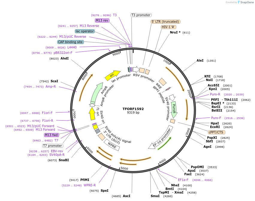 143529-plasmid-map-sequence-id-400412
