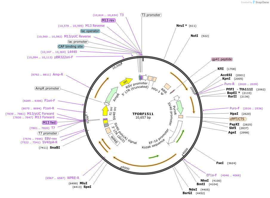 143512-plasmid-map-sequence-id-400413