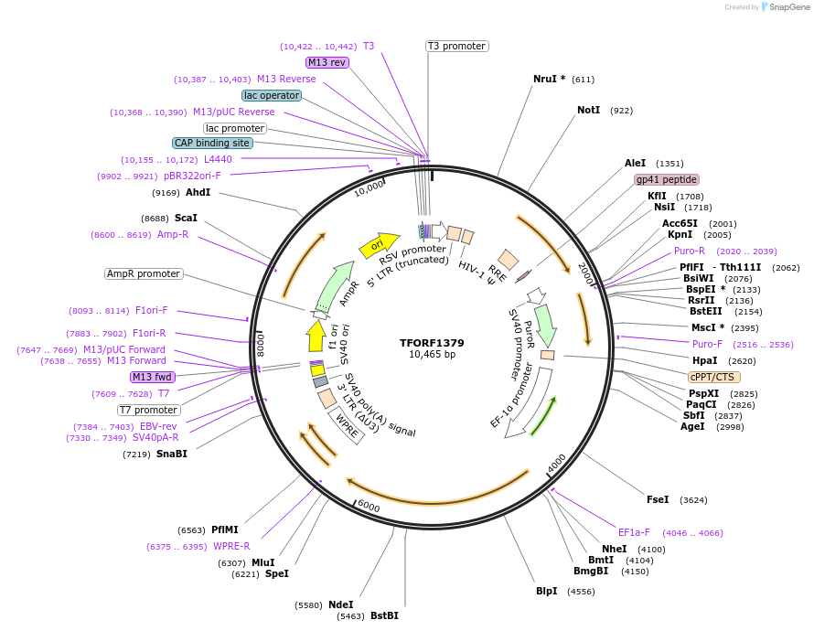 143494-plasmid-map-sequence-id-400415