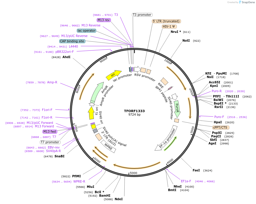 143491-plasmid-map-sequence-id-400419