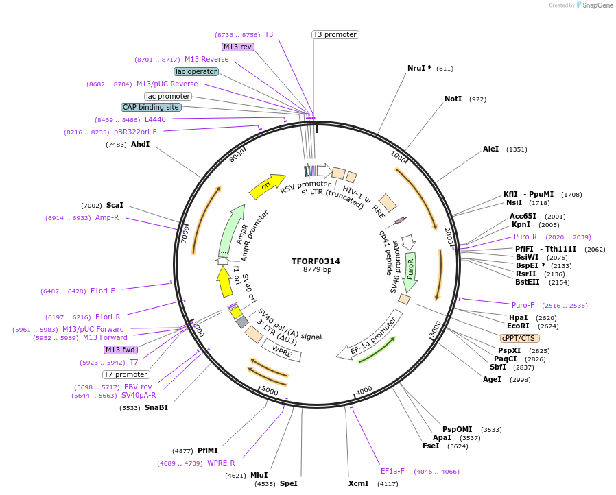 141579-plasmid-map-sequence-id-400422