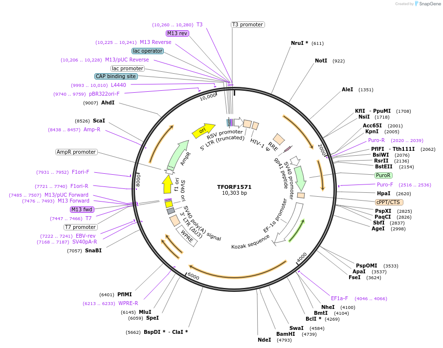 143524-plasmid-map-sequence-id-400425