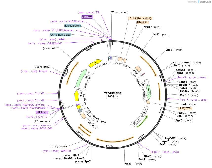 143522-plasmid-map-sequence-id-400427
