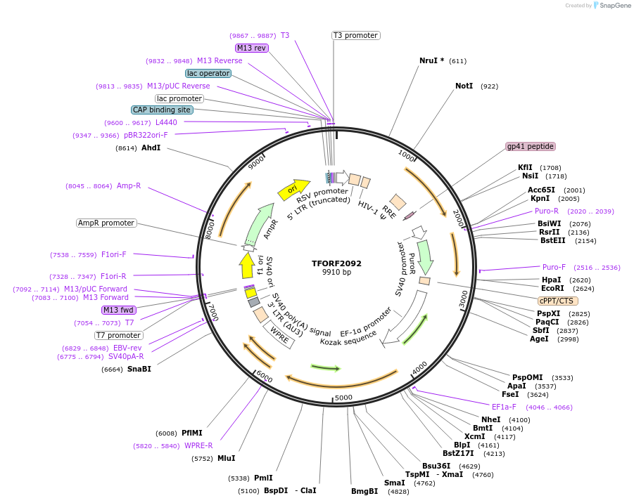 143568-plasmid-map-sequence-id-400429