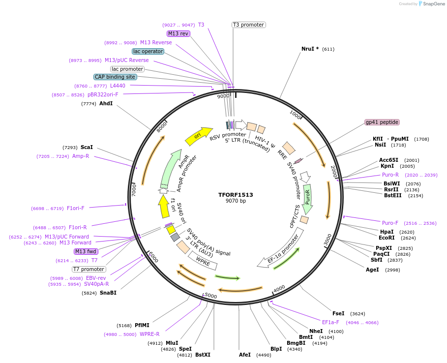 143513-plasmid-map-sequence-id-400430