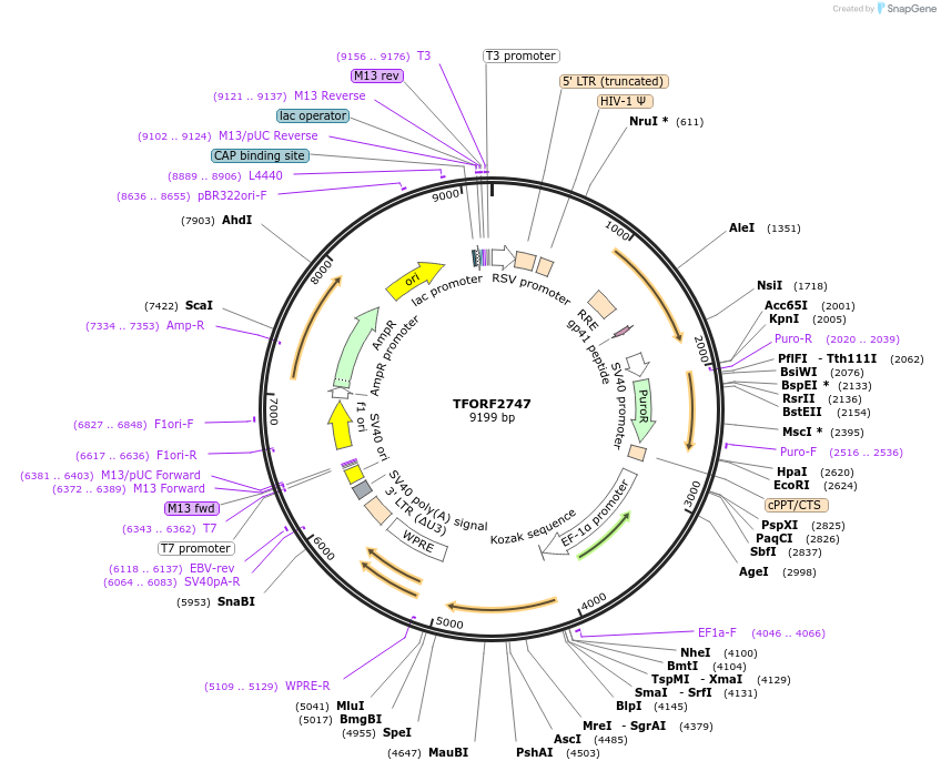 143606-plasmid-map-sequence-id-400432