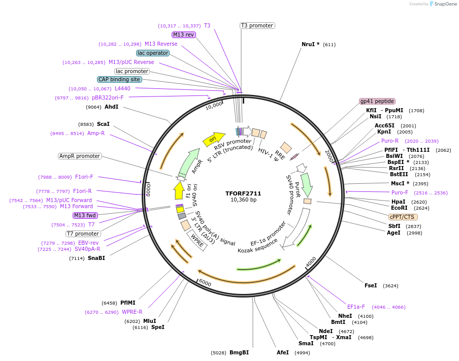 143601-plasmid-map-sequence-id-400433