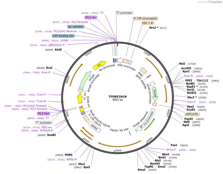 143677-plasmid-map-sequence-id-400434