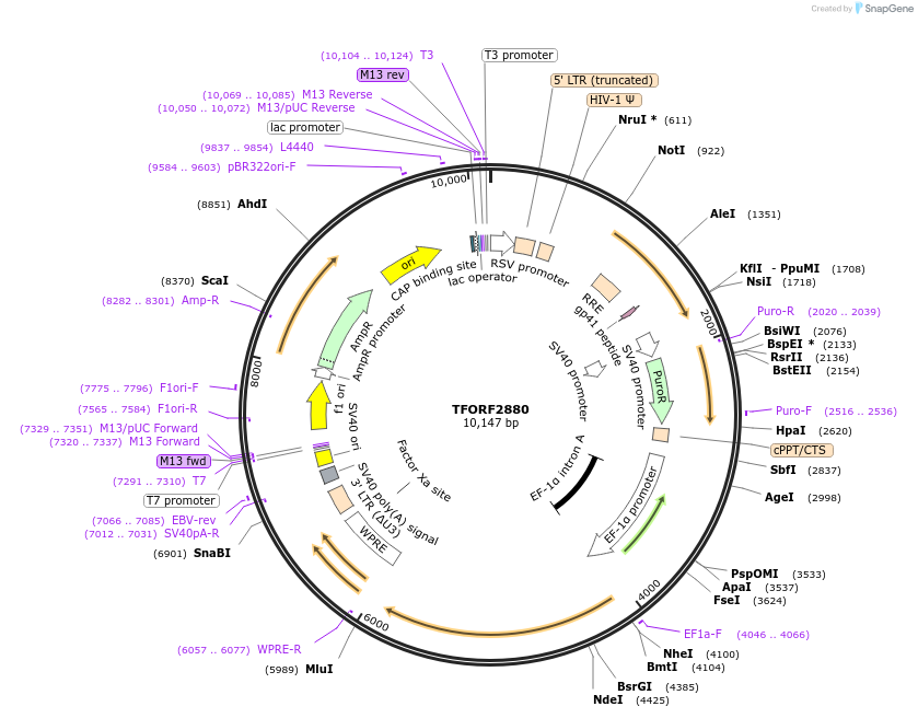 143652-plasmid-map-sequence-id-400436