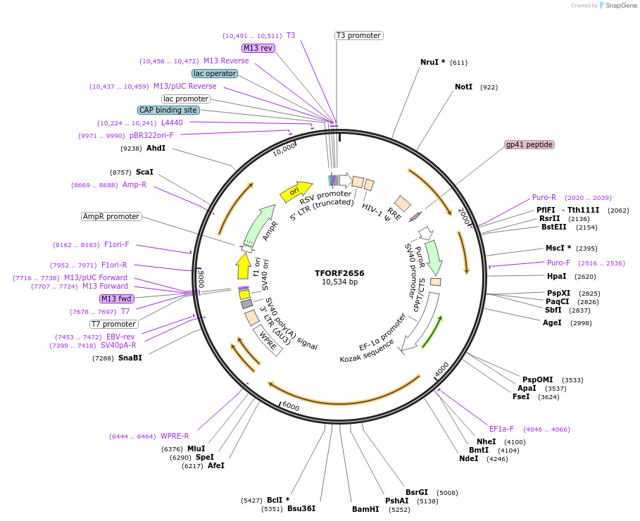 143597-plasmid-map-sequence-id-400437