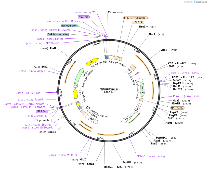 143670-plasmid-map-sequence-id-400438