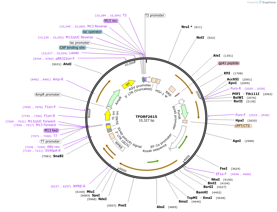 143593-plasmid-map-sequence-id-400450
