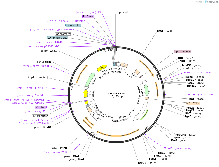 143586-plasmid-map-sequence-id-400452