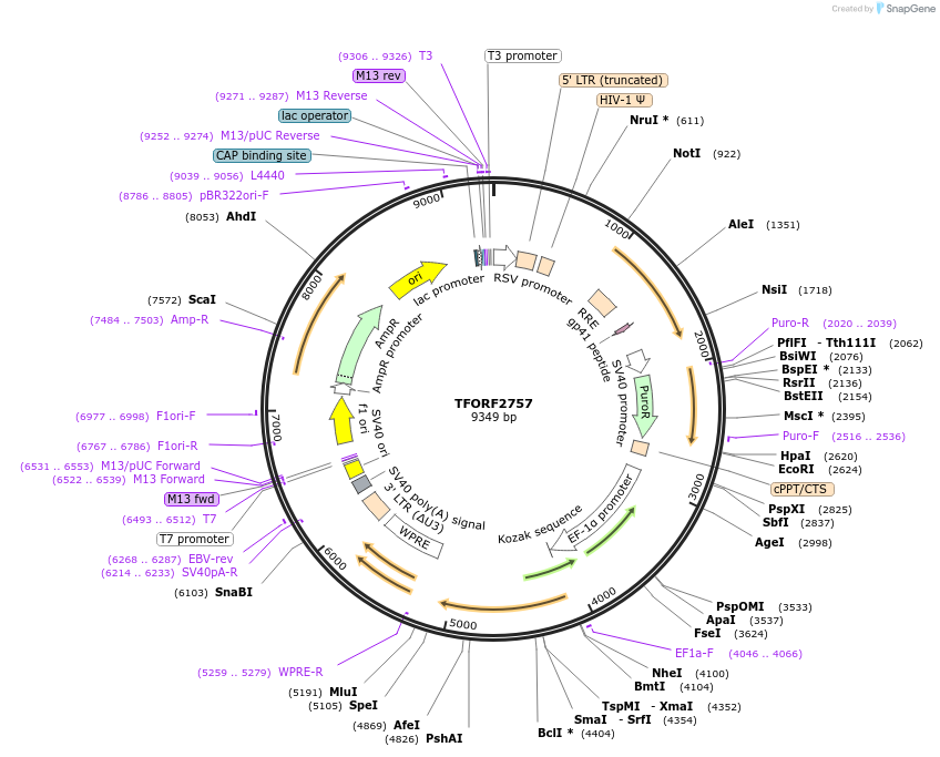 143608-plasmid-map-sequence-id-400455