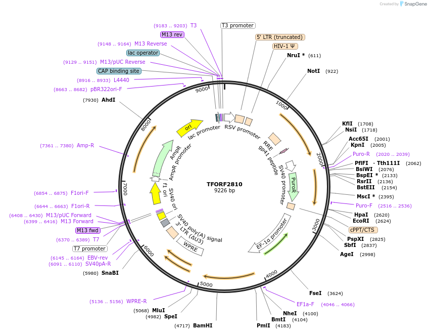 143625-plasmid-map-sequence-id-400456