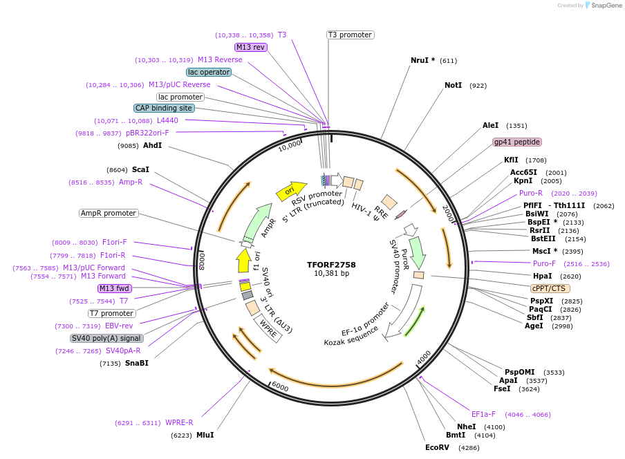 143609-plasmid-map-sequence-id-400460