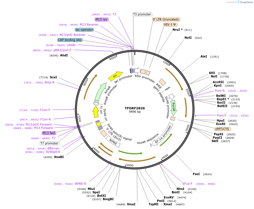 143631-plasmid-map-sequence-id-400461
