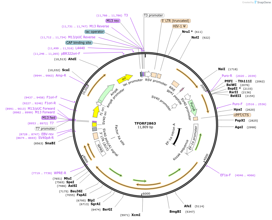143646-plasmid-map-sequence-id-400462