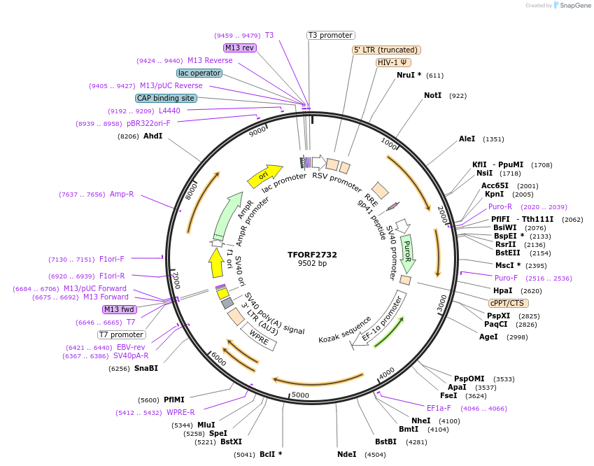 143603-plasmid-map-sequence-id-400464