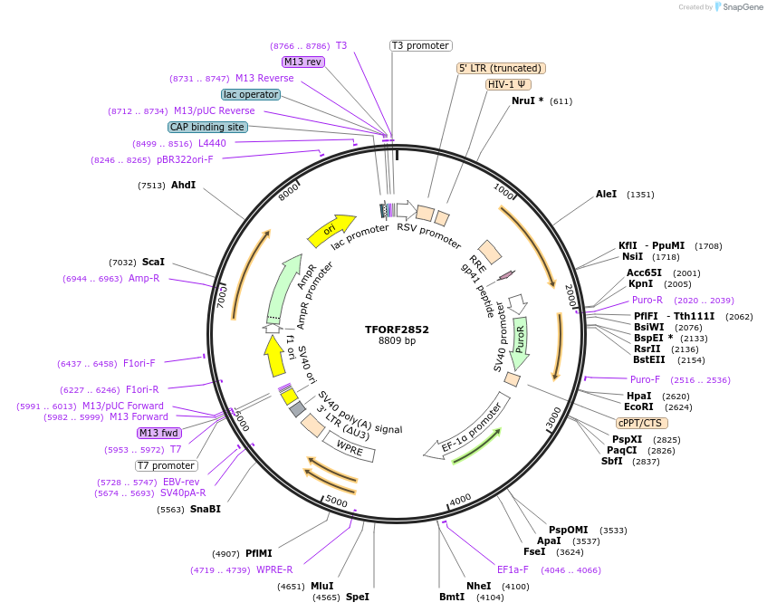 143640-plasmid-map-sequence-id-400474