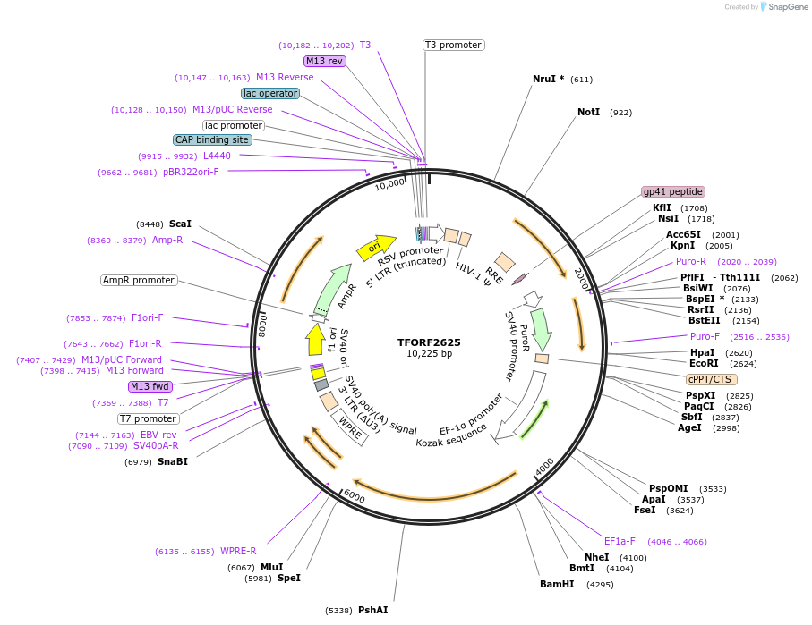 143594-plasmid-map-sequence-id-400476
